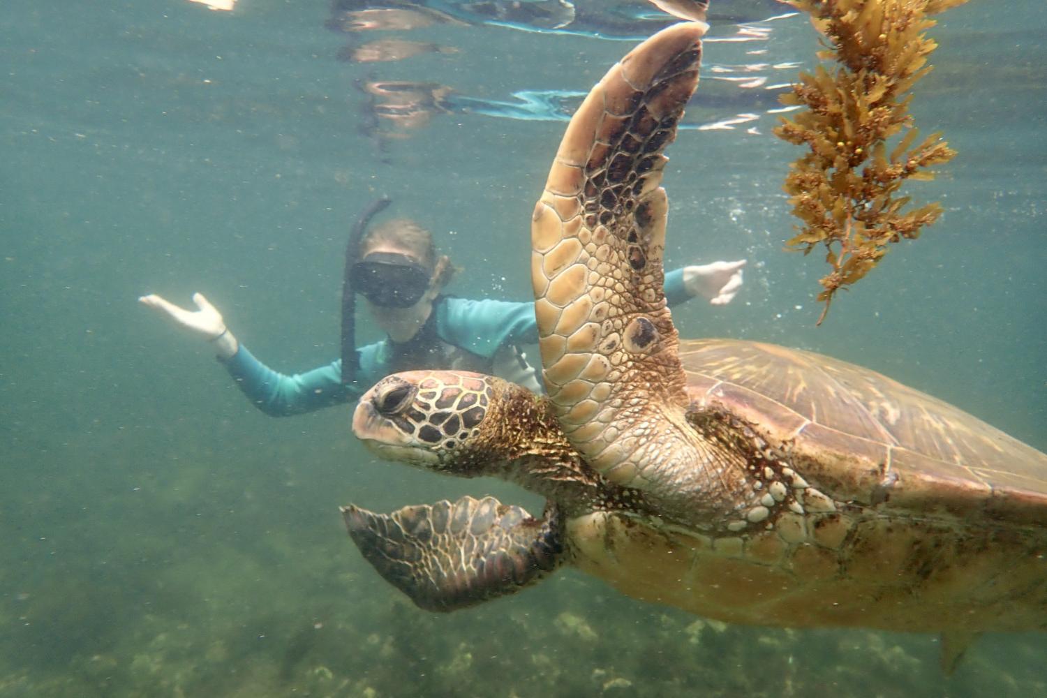 一名<a href='http://ef9018p3.customcomfortllc.net'>博彩网址大全</a>学生在Galápagos群岛游学途中与一只巨龟游泳.